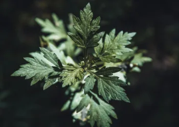 mugwort benefits for skin