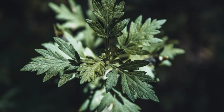 mugwort benefits for skin