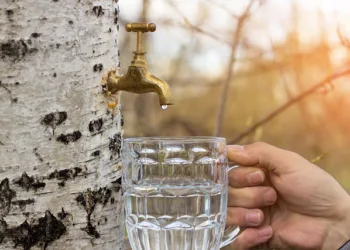 birch juice for skin