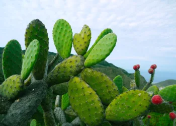 prickly pear seed