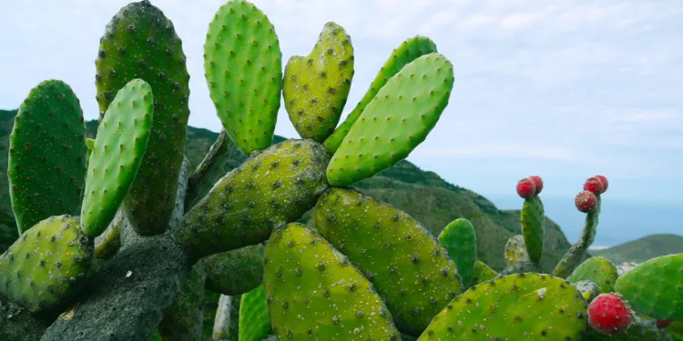 prickly pear seed