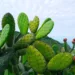 prickly pear seed