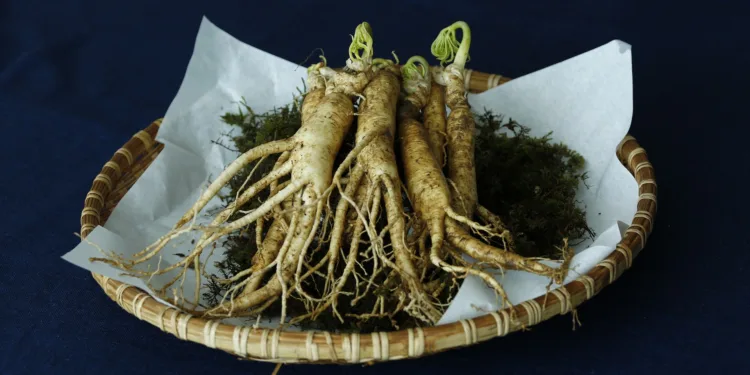 ginseng placed on oplate